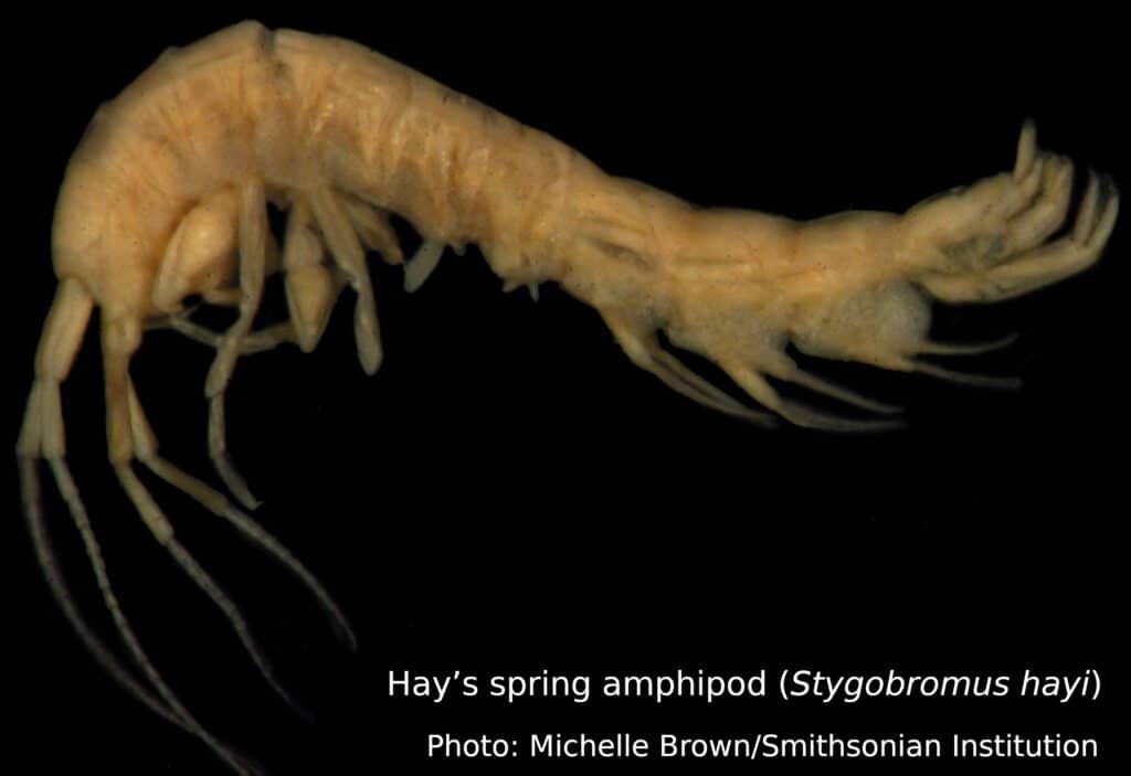 Hay’s spring amphipod (Stygobromus hayi)